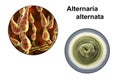 Mold Alternaria alternata, illustration and photo of colony on nutrient medium