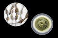 Mold Alternaria alternata, illustration and photo of colony on nutrient medium