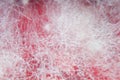 Mold background. Macro shot of mold Royalty Free Stock Photo