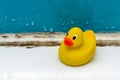 Mold in bath, a duck toy in a dirty bathroom