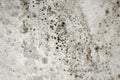 Mold is black on the ceiling. There are mold stains on the wall. black mold on the wall. Dangerous for health - mold in Royalty Free Stock Photo