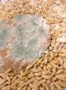 Mold bread Royalty Free Stock Photo