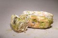 Mold on bread. Best before date has expired a long time ago with this moldy food. Space for text.