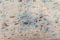 Mold on bread Royalty Free Stock Photo
