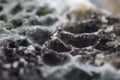 Mold on bread detailed closeup macro photo Royalty Free Stock Photo
