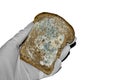 Mold on the bread in hand