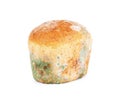 Mold on bread on a white background Royalty Free Stock Photo