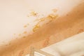 Mold on the ceiling in the old apartment Royalty Free Stock Photo