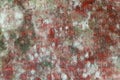 Mold close-up macro. Moldy fungus on food. Fluffy spores mold as a background or texture. Mold fungus. Abstract background with Royalty Free Stock Photo