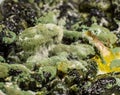 Mold close-up macro. Moldy fungus on food. Fluffy spores mold as a background or texture. Mold fungus. Abstract Royalty Free Stock Photo