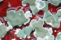 Mold colonies on red background Royalty Free Stock Photo