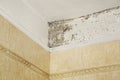 Mold in bathroom Royalty Free Stock Photo