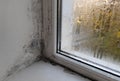 mold in the corner of the window. poor heating and high humidity. Royalty Free Stock Photo
