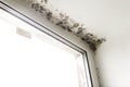 Mold in the corner of the window. Royalty Free Stock Photo