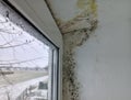 Mold in the corner of the window on the wall and slope. The spread of fungus in the house. Royalty Free Stock Photo