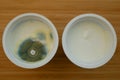 Mold cup yogurt growth east disgusting mould mildew green detail. Food product dairy product cream expired warranty