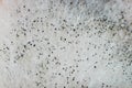 Mold disputes Royalty Free Stock Photo