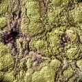 Mold on food Fruit Magnification. Natural mold background with macro, shades of green mold