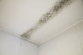 Mold found after inspection of the property for sale in the neighborhood of sÃÂ£o paulo brazil Royalty Free Stock Photo