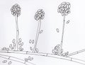 Mold fungi Acremonium, hand drawn illustration Royalty Free Stock Photo