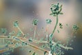Mold fungi Acremonium, illustration Royalty Free Stock Photo
