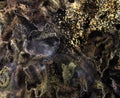 Mold fungus