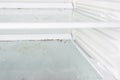 Mold fungus in the freezer