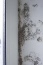 Mold fungus near the window. The white wall is covered with black mold from excessive condensation moisture. Royalty Free Stock Photo