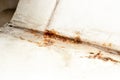 Mold fungus and rust growing in tile joints in damp poorly ventilated bathroom with high humidity, wtness, moisture and dampness