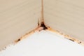 Mold fungus and rust growing in tile joints in damp poorly ventilated bathroom with high humidity, wtness, moisture and dampness Royalty Free Stock Photo