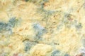 Mold fungus on surface food. Abstract background with copy space. Background of Colony Characteristics of Fungus