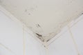 Mold or fungus of the wall in the Shower room causing black or brown mold in the bathroom or toilet room caused by the hot water