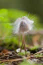 Mold that grew on a small forest fungus. Royalty Free Stock Photo