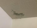 Mold growing on ceiling after rain