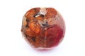 Mold growing on old peach, Royalty Free Stock Photo