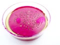Mold growing in a Petri dish Royalty Free Stock Photo