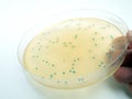 Mold growing in a Petri dish Royalty Free Stock Photo