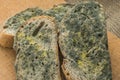 Mold growing rapidly on moldy bread in green and white spores.