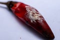 Mold growing on a red hot chilli Royalty Free Stock Photo