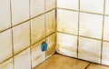 Mold growing on shower tiles in bathroom