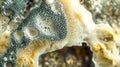 Mold growing showing its microscopic structure forming abstract shapes