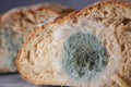 Mold grows on bread inside kitchen setting Royalty Free Stock Photo