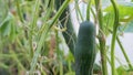 Mold infested green cucumber in a foliate