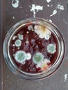 Mold in a jar of jam