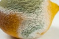 Mold on lemon, spoiled fruit, mold close-up on citrus fruit. Royalty Free Stock Photo