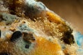 Mold macro or close-up. Moldy fungus on banana Cake. Fluffy spores mold as a background or texture. Mold fungus. A wood table