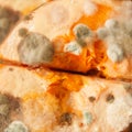 Mold macro. Moldy fungus on food. Fluffy spores mold as a background or texture. Mold fungus. Royalty Free Stock Photo