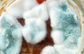 Mold. Macro photo. Selective focus. View from above Royalty Free Stock Photo