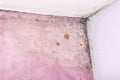 Mold and moisture buildup on pink wall