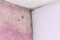 Mold and moisture buildup on pink wall Royalty Free Stock Photo
